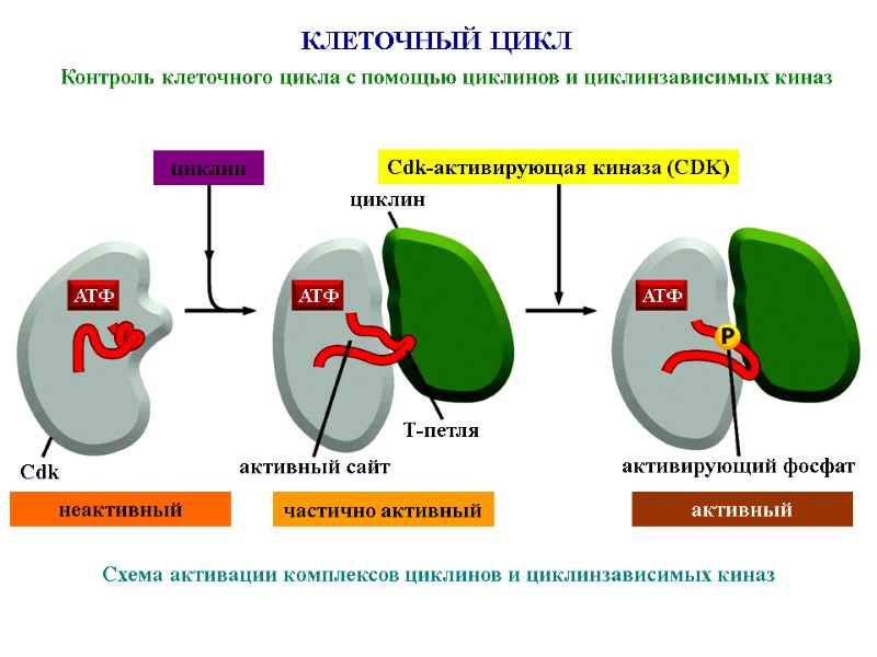 КЛЕТОЧНЫЙ ЦИКЛ Контроль клеточного цикла с помощью циклинов и циклинзависимых киназ циклин Cdk-активирующая киназа